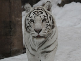 Фото Тигр
