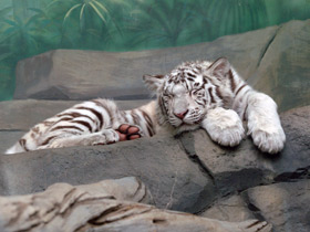 Белый тигр Белый тигр