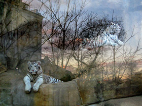 Белый тигр Белый тигр