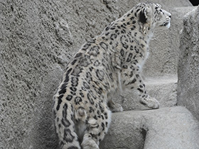 Смотреть фото Ирбис Фото Ирбис