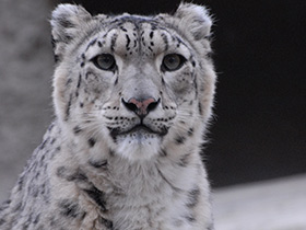 Смотреть фото Ирбис Фото Ирбис