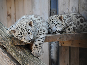 Смотреть фото Ирбис Фото Ирбис