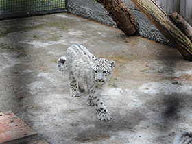 Смотреть фото Ирбис Фото Ирбис