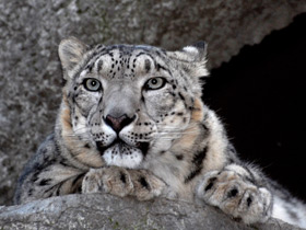 Ирбис Ирбис