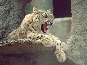 Ирбис Ирбис