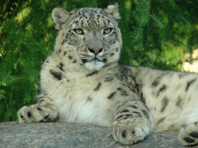 Смотреть фото Ирбис Фото Ирбис