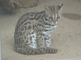 Фото Бенгальская кошка