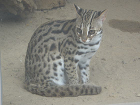 Фото Бенгальская кошка