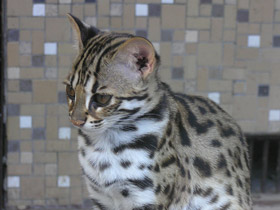 Фото Бенгальская кошка