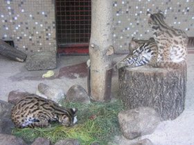 Фото Бенгальская кошка