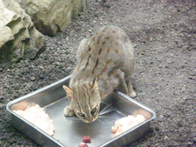 Фото Ржавая кошка