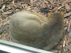 Фото Ягуарунди