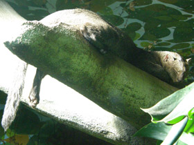 Фото Ягуарунди