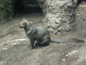 Фото Ягуарунди