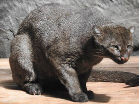 Фото Ягуарунди