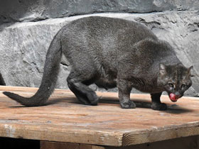 Фото Ягуарунди