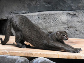 Фото Ягуарунди