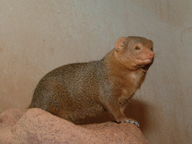 Смотреть фото Карликовый мангуст Фото Карликовый мангуст