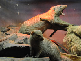 Смотреть фото Карликовый мангуст Фото Карликовый мангуст