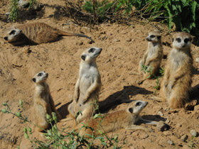 Фото Сурикаты