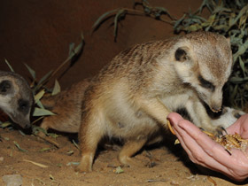 Фото Сурикаты