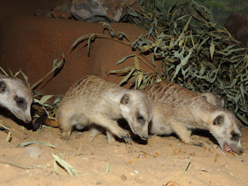 Фото Сурикаты