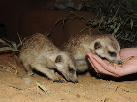 Фото Сурикаты