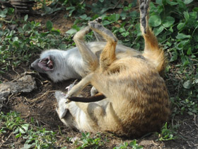 Фото Сурикаты