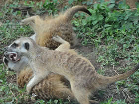 Фото Сурикаты