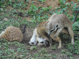 Фото Сурикаты