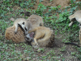 Фото Сурикаты