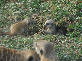 Фото Сурикаты