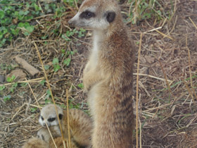 Фото Сурикаты