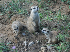 Фото Сурикаты