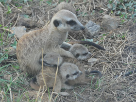 Фото Сурикаты