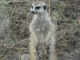 Фото Сурикаты