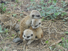 Фото Сурикаты