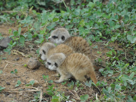 Фото Сурикаты