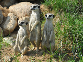 Фото Сурикаты