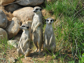 Фото Сурикаты