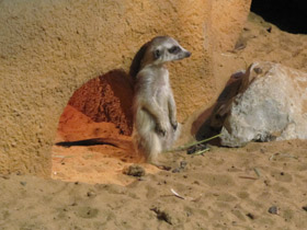 Фото Сурикаты