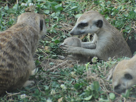 Фото Сурикаты