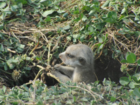 Фото Сурикаты