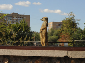 Фото Сурикаты