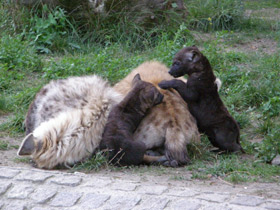 Фото Пятнистая гиена