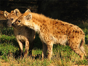 Фото Пятнистая гиена