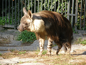 Смотреть фото Бурая гиена Фото Бурая гиена