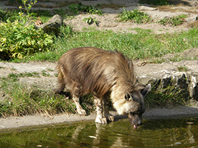 Смотреть фото Бурая гиена Фото Бурая гиена