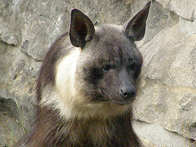 Смотреть фото Бурая гиена Фото Бурая гиена