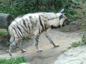 Фото Полосатая гиена